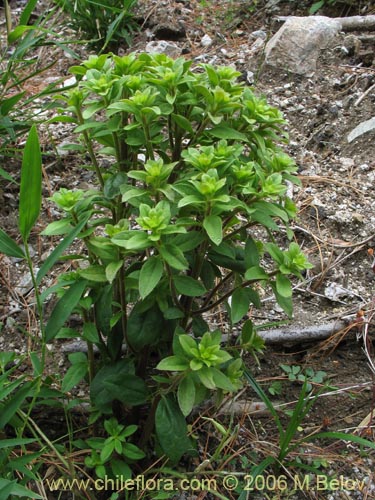 Imágen de Dasyphyllum diacanthoides (Trevo / Palo santo / Palo blanco / Tayu). Haga un clic para aumentar parte de imágen.